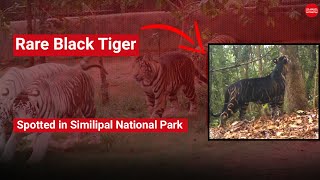 WATCH  Rare black tiger spotted in Odishas Similipal National Park [upl. by Dorcas]