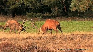 2015 09 25 Fight of harts  Kampf der Rothirsche [upl. by Urita]