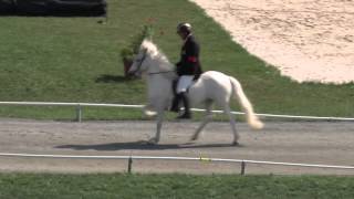 T1 Tölt BFinal WC Icelandic Horses  IslandpferdeWM VM Islandshästar 2013 [upl. by Colly212]