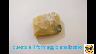 Formaggio ammuffito al microscopio 1000X [upl. by Eednahs]