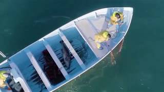 Pescador herido por la Marina llevaba ejemplares de Totoaba y red ilegal [upl. by Joslyn753]