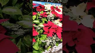 Poinsettia plant options are plentiful for Christmas [upl. by Mota602]