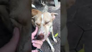 So cute doggy🐈shortvideo dog dogticks doglover [upl. by Natassia46]