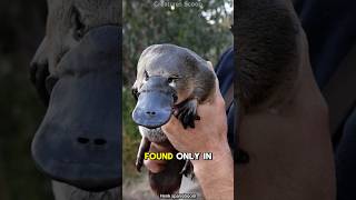 Meet the Platypus The Venomous EggLaying Mammal of Australia [upl. by Deryl]