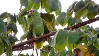 Redlored Parrot Amazona autumnalis [upl. by Elfie]