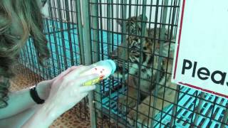 Bottle Feeding a Baby Tiger at Sriracha Zoo in Thailand [upl. by Araeit]