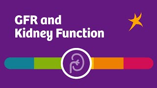 GFR and Kidney Function [upl. by Lavinia]