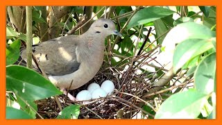 TORCAZA o TORTOLA  EARED DOVE con 4 HUEVOS   Zenaida auriculata [upl. by Pawsner393]