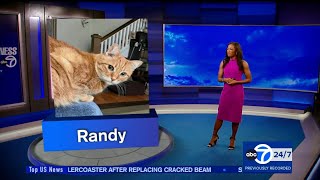 Eyewitness News Super Cat Saturday July 8 2023 featuring Brittany Bell [upl. by Ioves]