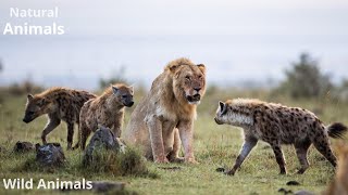 Most Savage Wild Animals Attacks Ever 🦁  Ruthless Lion Encounters [upl. by Linus]