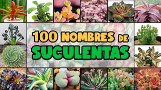 100 PLANTAS SUCULENTAS y su NOMBRE CIENTÍFICO [upl. by Ojaras613]