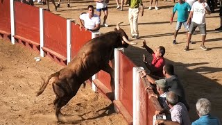 Solo Saltos de Toros Bravos 2023 [upl. by Aruam28]