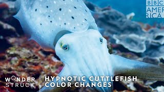 Hypnotic Cuttlefish Color Changes 🦑 Wonderstruck  BBC America [upl. by Teodor]