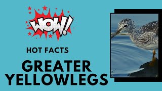 greater yellowlegs facts [upl. by Franciscka504]