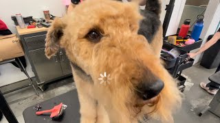 Grooming a Airdale Terrier [upl. by Larina]