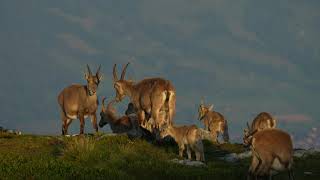 Capra Ibex  Niederhorn  Switzerland  July 2024 [upl. by Hardin469]