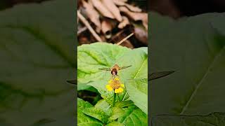 Hoverfly hoverfly nature insecthabitat video behaviour environment ecology macro tiny life [upl. by Skutchan]