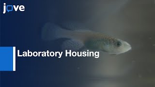 Laboratory Housing Of Turquoise Killifish l Protocol Preview [upl. by Vina]