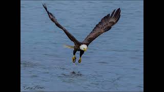 Bald Eagle grabbing midshipman fish from Hood Canal 11 May 2022 [upl. by Procora]