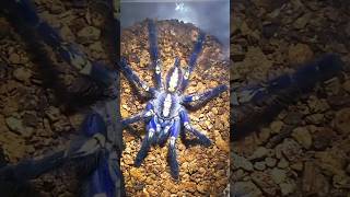 💛💯💛BLUE ORNAMENTAL TARANTULA💛💯💛FRESH MOLTED💛💯💛 tarantula spiderwildlife nature [upl. by Ailama318]