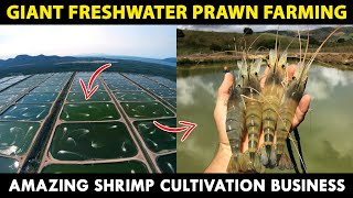 Giant Freshwater PRAWN Farming  How to start Biggest Indoor SHRIMP Farming Business [upl. by Achorn]