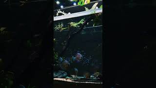 Beautiful discus tank setup ideas short shorts ytshortsindia [upl. by Neffirg]