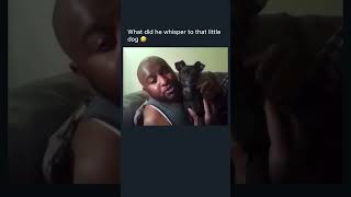 Ankle bitter 😭😭 youtubeshorts lmao recommended fyp dog puppy funny lmao doglover viral [upl. by Matthei642]