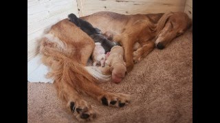 Iza and her puppies day 2 teamredhawks9559 [upl. by Christye]