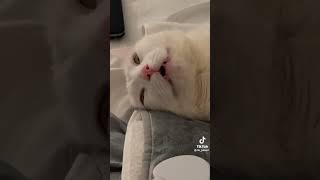 Get ✍️ heating ✍️ pad ✍️ for ✍️ cat funnycats catsoftiktok catshorts [upl. by Nalad838]