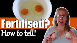 How to tell if an Egg is Fertilized  What does a Fertilised Egg Look Like [upl. by Fabiolas]