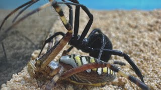 Camel Spider VS Black Widow Wasp Spider [upl. by Alahsal421]