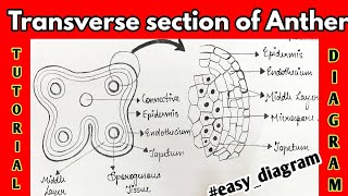 tutorialdiagram Class12 stepbystep How to draw diagram of Transverse section of Young Anther [upl. by Mikahs]