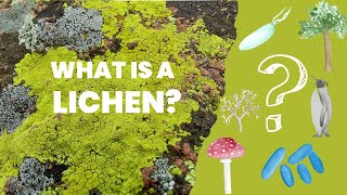 What are lichens  Introduction to lichens and their place among living organisms [upl. by Nicolau]