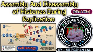 Assembly and Disassembly of Histones During Replication  Cell Biology Molecular BiologyMSc BSc [upl. by Petrie]