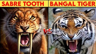 Sabre Tooth Tiger vs Bangal Tiger Fight In Hindi ll Saber Tooth Tiger vs Bangal Tiger Compression [upl. by Waylin]