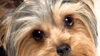 JR  the yorkie with a neurological disorder [upl. by Eceinehs]