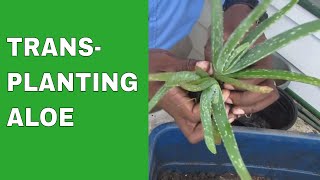 Transplanting Aloe • Multiplying Bounty [upl. by Aihsit376]