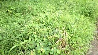 Paraquat Herbicide Weedicide Demonstration [upl. by Ela]