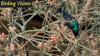 Palestine Sunbird foraging  song amp call  Judean Desert [upl. by Ehttam]