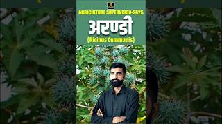 अरण्डी Ricinus communis agriculturesupervisor2025 utkarshagricultureclasses shorts gyarsilalsir [upl. by Cosetta785]