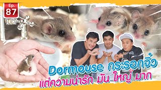 Dormouse กระรอกจิ๋ว แต่ความน่ารัก มัน ใหญ่ มาก  เพื่อนรักสัตว์เอ้ย EP87 12 [upl. by Ignaz922]