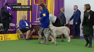 Spinoni Italiani  Breed Judging 2019 [upl. by Lidia881]