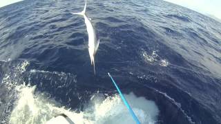 Black Marlin tournament near accident  very close shave [upl. by Eddy]