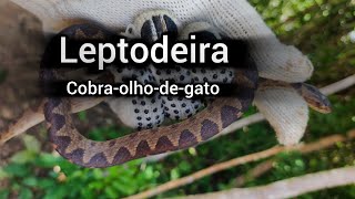 Cobraolhodegato Leptodeira tarairiu ou Leptodeira annulata [upl. by Luhar363]