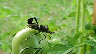 Harvesting Leaffooted Bugs [upl. by Nollahp956]