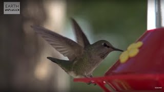 Hummingbirds In Slow Motion  BBC Earth [upl. by Nylra]