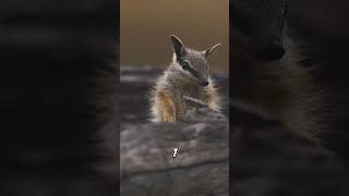 Baby numbats called joeys facts wildlife animals batman shorts [upl. by Kezer]