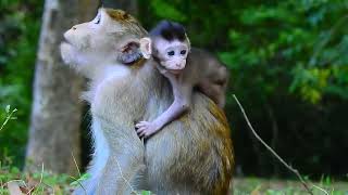 Breaking News Newborn Monkey nothing in stomach really Crying Loudly  MonkeyAnimals​ [upl. by Lombardi725]