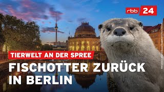 Naturschützer sichten vermehrt wieder Fischotter in Berlin [upl. by Cindy52]