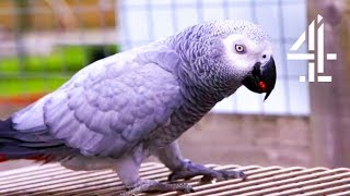 Sausage The Parrot Loves To Swear [upl. by Ohaus]